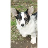 Un compromiso con el bienestar animal. Crianza Responsable. Por Verónica Lesman- Bióloga