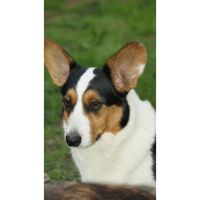 Un compromiso con el bienestar animal. Crianza Responsable. Por Verónica Lesman- Bióloga