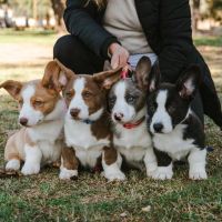 Un compromiso con el bienestar animal. Crianza Responsable. Por Verónica Lesman- Bióloga