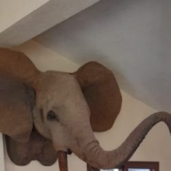 En un domicilio particular, se hallaron 23 taxidermias, incluyendo la de un elefante.