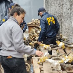  Entre los elementos encontrados se incluyen orejas y patas de elefantes, un cuero de yaguareté, cueros, cráneos y astas de ciervos, antílopes, y gato montés, entre otros