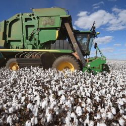 Imagen de un máquina agrícola cosechando algodón en la granja Samabaia, en Cristalina, en el estado de Goiás, Brasil. | Foto:Xinhua/Lucio Tavora