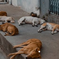 Cada vez son más los perros abandonados.