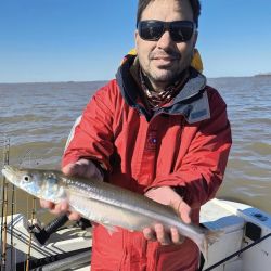 Pejerreyes y bagres de mar, combo de lujo de dos especies muy deportivas y que son un imán para los pescadores. 