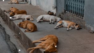 0908_perros