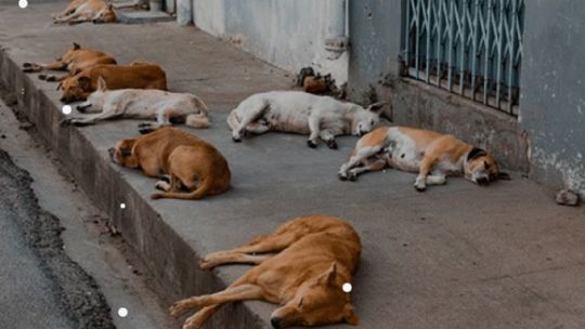 La situación de los perros abandonados es cada vez más preocupante