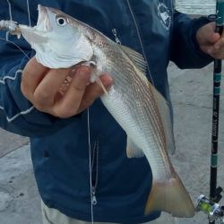 La pescadilla tiene sus principales concentraciones frente a Mar del Plata, Miramar, Claromecó y San Blas.