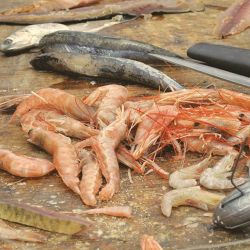 La pescadilla tiene sus principales concentraciones frente a Mar del Plata, Miramar, Claromecó y San Blas.