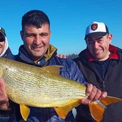 La bajante del río favorece para que los dorados estén hambrientos y cazan con voracidad toda presa al alcance de su mordida. 