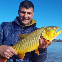 La bajante del río favorece para que los dorados estén hambrientos y cazan con voracidad toda presa al alcance de su mordida. 