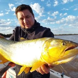 La bajante del río favorece para que los dorados estén hambrientos y cazan con voracidad toda presa al alcance de su mordida. 