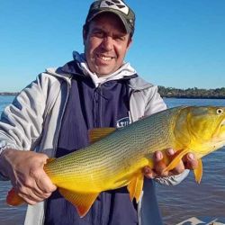 La bajante del río favorece para que los dorados estén hambrientos y cazan con voracidad toda presa al alcance de su mordida. 