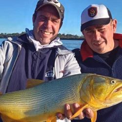 La bajante del río favorece para que los dorados estén hambrientos y cazan con voracidad toda presa al alcance de su mordida. 