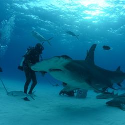 OceanXplorers es la nueva serie de National Geogfraphic y James Cameron que investiga la vida submarina. Weekend habló con Zoleka Filander.