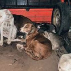 Los sospechosos transportaban 4 perros aptos para la caza.
