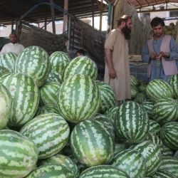 Imagen de un puesto de sandías en Kabul, capital de Afganistán. | Foto:Xinhua/Saifurahman Safi
