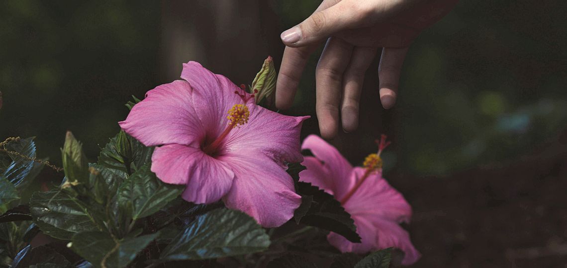 De las rosas de Chapadmalal hasta los frutos de la Patagonia: El poder nacional en la industria cosmética 