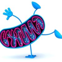Potencia tu pérdida de peso, activando tus Mitocondrias