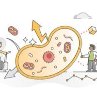 Potencia tu pérdida de peso, activando tus Mitocondrias