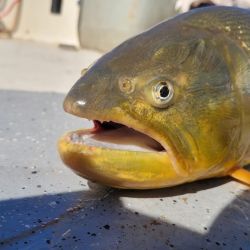 Desde el 2019 no se ven imágenes así en la Isla del Cerrito. Entre el 14 y 15 de septiembre se recupera la Pesca del Dorado.