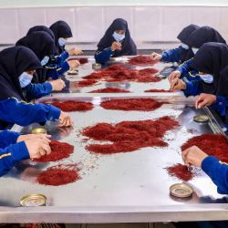 En esta fotografía trabajadoras afganas clasifican y procesan azafrán seco en unas instalaciones de Herat. | Foto:Mohsen Karimi / AFP