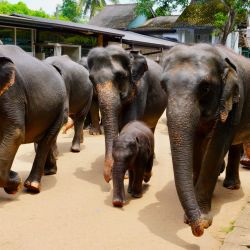 Imagen de elefantes caminando en el Orfanato de Elefantes de Pinnawala, en Sri Lanka. Establecido en 1975, el Orfanato de Elefantes de Pinnawala es el primero de su tipo en el mundo, hogar de 69 elefantes huérfanos en la actualidad. | Foto:Xinhua/Wu Yue