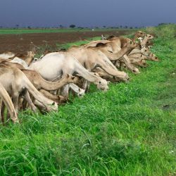 Un pastor de camellos conduce una caravana de camellos a pastar bajo nubes tormentosas cerca de la ciudad oriental de Kassala, Sudán. | Foto:AFP