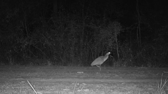 Avistan a una especie en peligro de extinción en el Parque Nacional Río Pilcomayo