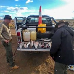 La trucha fue la especie que detectaron entre los pescadores sancionados. 