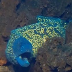 Los investigadores afirman que estas montañas submarinas podrían considerarse antepasados del actual archipiélago canario.