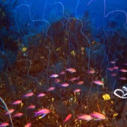 Fue encontrada gracias a un vehículo operado por control remoto (ROV) de última generació