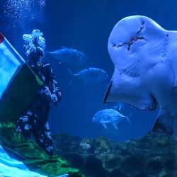 Un buceador muestra la bandera nacional de la India en un acuario marino en vísperas de las celebraciones del Día de la Independencia del país en Chennai. | Foto:R.Satish Babu / AFP