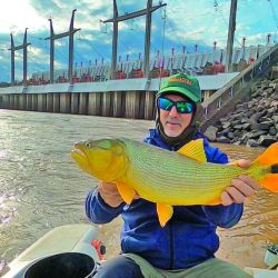 Con la gran pared de la represa como telón de fondo con sus exclusas largando agua, la actividad de los grandes dorados buscando presas en aguas turbulentas se potencia.  Allí, usando señuelos enormes, damos con los grandes.