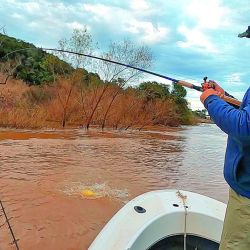 Con la gran pared de la represa como telón de fondo con sus exclusas largando agua, la actividad de los grandes dorados buscando presas en aguas turbulentas se potencia.  Allí, usando señuelos enormes, damos con los grandes.