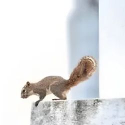 Las ardillas están causando estragos en Luján.