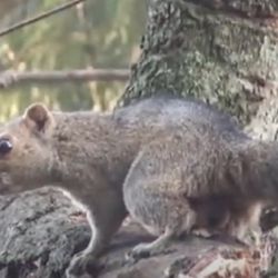 Las ardillas fueron introducidas en Luján en el año 1970. 