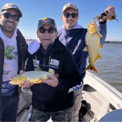 Los dorados son la atracción en cada uno de los pesqueros, tanto del Uruguay como del Paraná.