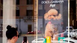 Así es Fefé, el perfume para perros de lujo que lanzó Dolce & Gabbana