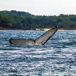 Por su ubicación privilegiada, Panamá ofrece un contacto estrecho con la naturaleza. 