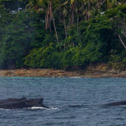 Por su ubicación privilegiada, Panamá ofrece un contacto estrecho con la naturaleza. 