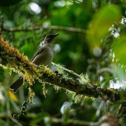 Por su ubicación privilegiada, Panamá ofrece un contacto estrecho con la naturaleza. 