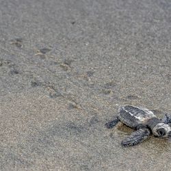 Por su ubicación privilegiada, Panamá ofrece un contacto estrecho con la naturaleza. 