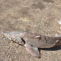 Es el pez de agua dulce más grande del mundo y es muy apreciado por el valor de las huevas, siendo el caviar más caro de todos los que se comercializan. 