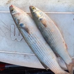 A los pejerreyes y lisas se suma la opción de los lenguados y las corvinas negras, calificadas especies que pican en la albufera. 