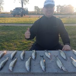 Los pejerreyes se activan en San Miguel del Monte De los ámbitos más cercanos a CABA y con una pesca en ascenso a medida que aumentan las temperaturas. Buenos piques a poco más de 100 km de CABA. La sequía de los últimos años en territorio bonaerense afectó a numerosos ámbitos del país, y San Miguel del Monte no fue la excepción. El verano pasado la encontró muy baja y, justo antes de las ansiadas lluvias, tuvo una mortandad que pareció sacarla del circuito de los pescadores para esta temporada. Tras ese duro golpe de la naturaleza, aficionados locales descubrieron que aún buena población de pejerreyes quedaba en sus aguas, y en un espejo lleno de agua, volvió a dar que hablar en este periplo piscatorio 2024.  La temporada arrancó tímidamente, con buenos resultados que se vinieron abajo con los fríos intensos. Las heladas consecutivas aletargaron al pejerrey y, como todos los años para el invierno, hubo que reemplazar la clásica mojarra por los camarones de agua dulce y los panzuditos, carnadas que tomaba únicamente, con mucha sutileza, el flecha de plata por esos tiempos.  Felizmente, las últimas semanas la temperatura fue más benévola, y se empezaron a dar los resultados que se esperaban. Gilberto Iroz, referente en la laguna y quien dispone de botes en alquiler en las inmediaciones a la compuerta de Las Perdices, nos confirmó la buena nueva, el pique se reactivó y la chance de lograr una buena faena embarcados en este espejo es posible.  La pesca viene poco a poco mejorando, ya dejó de ser excluyente el pique con camarones, sino que está tomando la mojarra, síntoma que está activándose tras el aletargamiento que le generaron las continuas heladas. Aún está lerdo, el agua está fría, pero se pueden obtener una interesante cantidad de piezas que se destacan por la buena calidad. Come muy cerca de la superficie, entre 15 y 25 cm, bien pegado a la boya. Dependiendo del viento, es posible dar con las flechas de plata más arriba o abajo. Si algo faltaba para que las perspectivas sean muy buenas es el nivel de agua que se mantiene optimo, con una cota hídrica justo a nivel de la compuerta, volcando aguas hacía Las Perdices con viento del este o con cualquier chaparrón que lleva aguas a la vecina laguna. Sin dudas, un augurio muy interesante en un ámbito lleno de vida. Servicios: Gilberto Iroz alquila botes con y sin motor, trackers también. Lo ubicamos en el sector de la compuerta con la laguna Las Perdices. Contacto: Tel.: (02226) 44 8809. FOTO: Ubicada en San Miguel de Monte, a 100 kilómetros del AMBA y de muy fácil acceso, todo por asfalto, este ámbito es una tentación para los cañófilos.