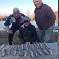 Los pejerreyes se activan en San Miguel del Monte De los ámbitos más cercanos a CABA y con una pesca en ascenso a medida que aumentan las temperaturas. Buenos piques a poco más de 100 km de CABA. La sequía de los últimos años en territorio bonaerense afectó a numerosos ámbitos del país, y San Miguel del Monte no fue la excepción. El verano pasado la encontró muy baja y, justo antes de las ansiadas lluvias, tuvo una mortandad que pareció sacarla del circuito de los pescadores para esta temporada. Tras ese duro golpe de la naturaleza, aficionados locales descubrieron que aún buena población de pejerreyes quedaba en sus aguas, y en un espejo lleno de agua, volvió a dar que hablar en este periplo piscatorio 2024.  La temporada arrancó tímidamente, con buenos resultados que se vinieron abajo con los fríos intensos. Las heladas consecutivas aletargaron al pejerrey y, como todos los años para el invierno, hubo que reemplazar la clásica mojarra por los camarones de agua dulce y los panzuditos, carnadas que tomaba únicamente, con mucha sutileza, el flecha de plata por esos tiempos.  Felizmente, las últimas semanas la temperatura fue más benévola, y se empezaron a dar los resultados que se esperaban. Gilberto Iroz, referente en la laguna y quien dispone de botes en alquiler en las inmediaciones a la compuerta de Las Perdices, nos confirmó la buena nueva, el pique se reactivó y la chance de lograr una buena faena embarcados en este espejo es posible.  La pesca viene poco a poco mejorando, ya dejó de ser excluyente el pique con camarones, sino que está tomando la mojarra, síntoma que está activándose tras el aletargamiento que le generaron las continuas heladas. Aún está lerdo, el agua está fría, pero se pueden obtener una interesante cantidad de piezas que se destacan por la buena calidad. Come muy cerca de la superficie, entre 15 y 25 cm, bien pegado a la boya. Dependiendo del viento, es posible dar con las flechas de plata más arriba o abajo. Si algo faltaba para que las perspectivas sean muy buenas es el nivel de agua que se mantiene optimo, con una cota hídrica justo a nivel de la compuerta, volcando aguas hacía Las Perdices con viento del este o con cualquier chaparrón que lleva aguas a la vecina laguna. Sin dudas, un augurio muy interesante en un ámbito lleno de vida. Servicios: Gilberto Iroz alquila botes con y sin motor, trackers también. Lo ubicamos en el sector de la compuerta con la laguna Las Perdices. Contacto: Tel.: (02226) 44 8809. FOTO: Ubicada en San Miguel de Monte, a 100 kilómetros del AMBA y de muy fácil acceso, todo por asfalto, este ámbito es una tentación para los cañófilos.
