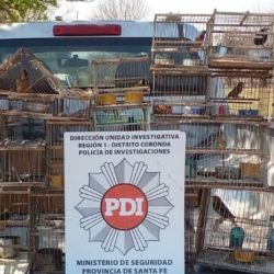 Parte de las aves y jaulas incautadas.