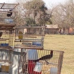 Las aves se encontraban enjauladas.