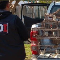 Las aves fueron trasladadas a un centro de rehabilitación.