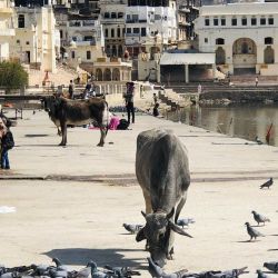 India Sin Igual ofrece un viaje en modo "viajero", distinto a un tour convencional